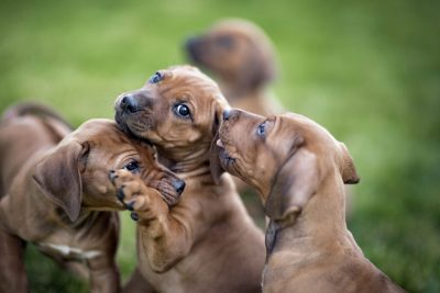 Hundavalpar leker i gräset