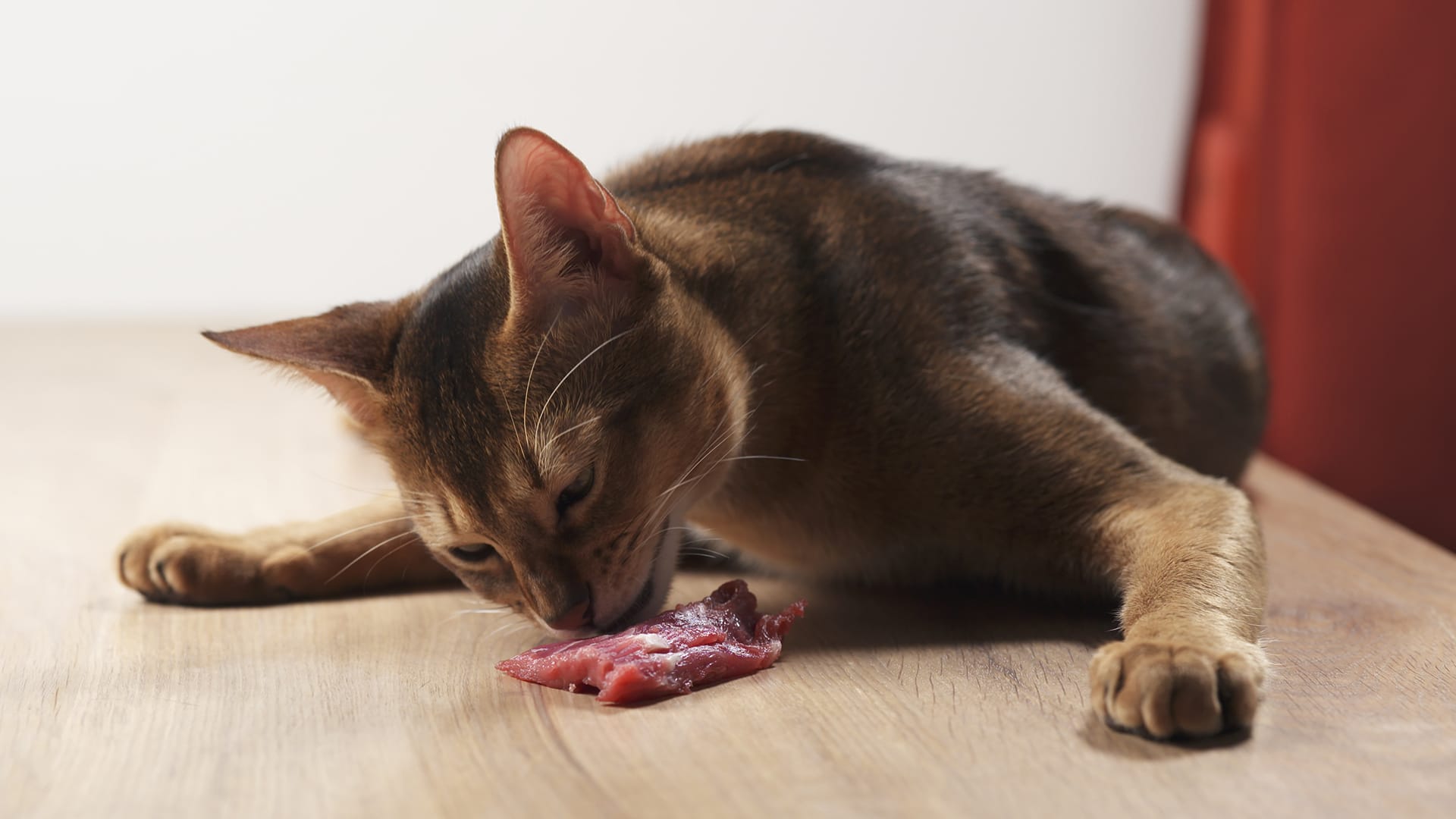Abessinier katt som äter på en bit kött