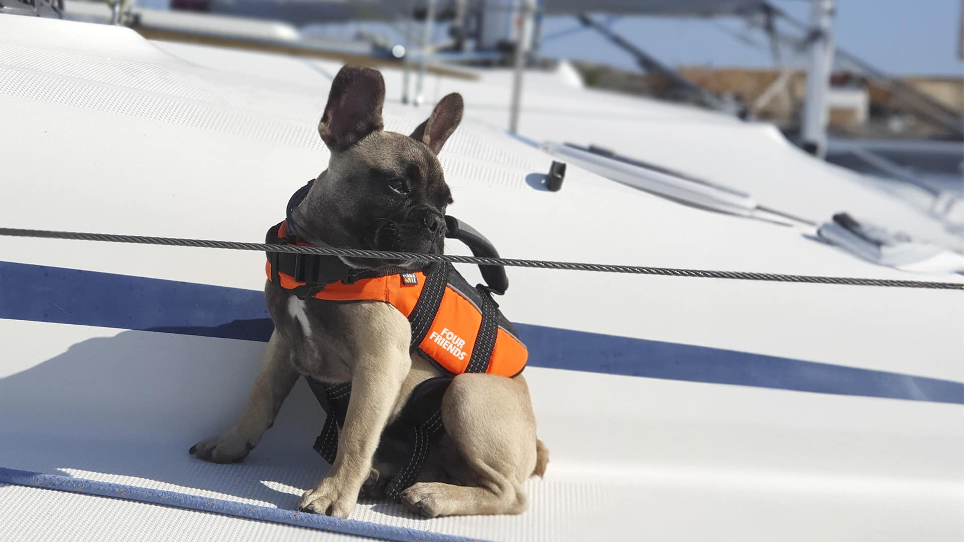 hund med flytväst på segelbåt