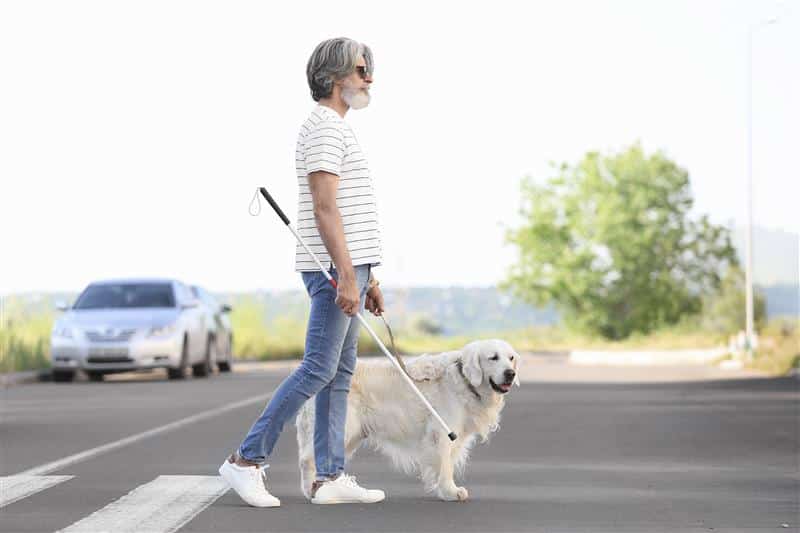 Man med blindkäpp och solglasögon går över gatan tillsammans med en ledarhund
