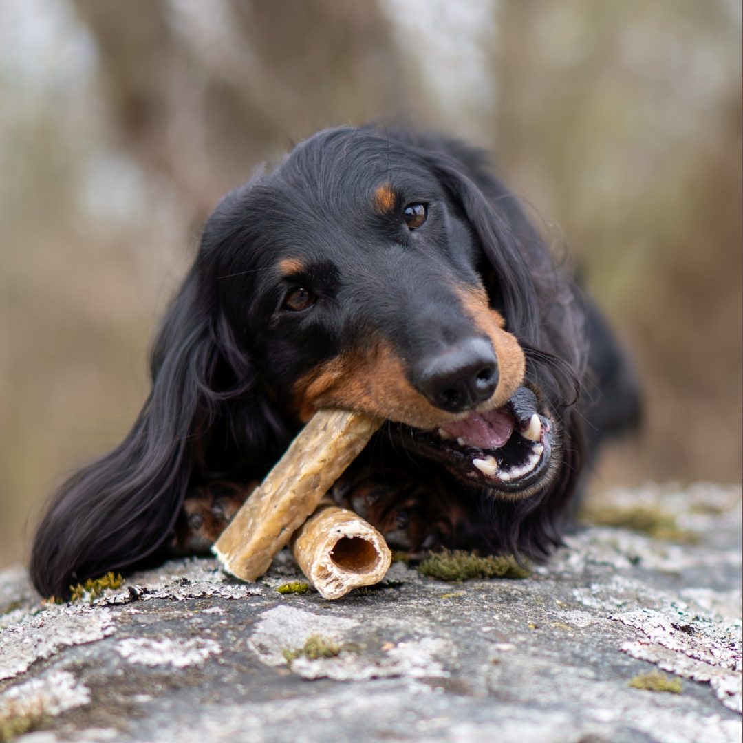 FourFriends_Natural_Chews_Onyx_Bar_Tube_on_stone