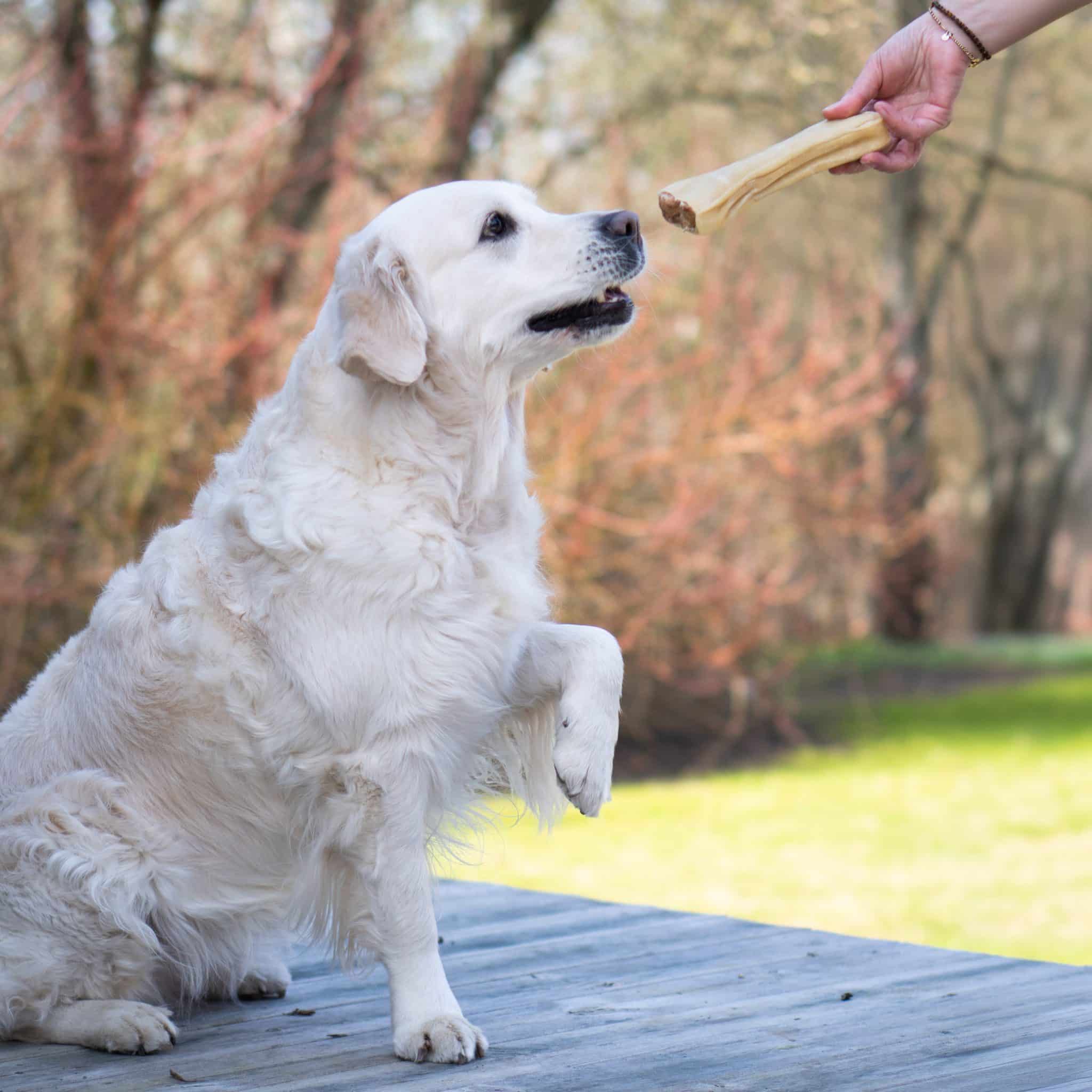 Lycka Tugg Ljus Golden Retreiver som sitter ner och blir erbjuden ett tuggben.