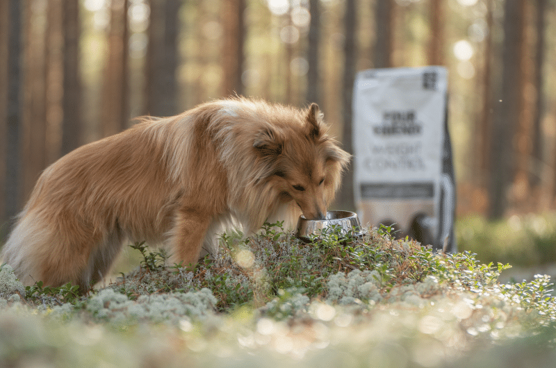 Shetland sheepdog som äter ur en matskål. En säck med FourFriends Weight Control i bakgrunden.