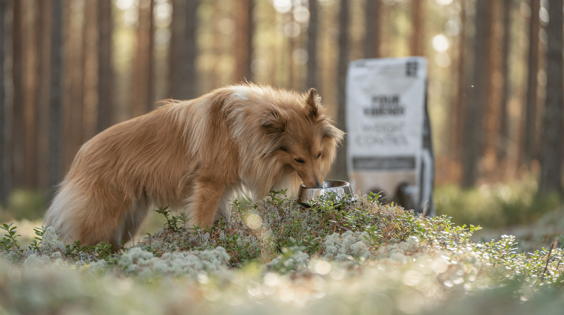 Sheltie Shetland sheepdog som äter ur en matskål. En säck med FourFriends Weight Control i bakgrunden.